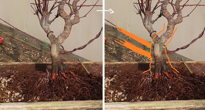 acer palmatum deshojo 2021 03 02 (12virt)
