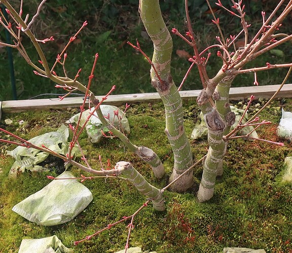 acer palmatum katsura 2025 02 18