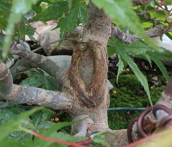 acer palmatum beni tsukasa 2020 05 19 002