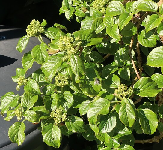 hydrangea petiolaris cordifolia 2025 04 07 (2)