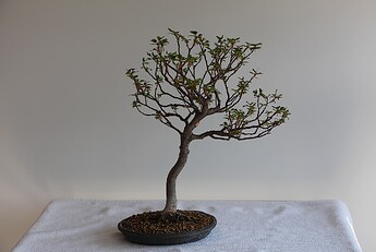 IMG_0944c