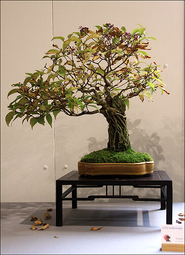 2024.10.20(19)copie1