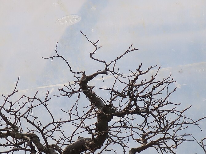 carpinus coreana 2025 03 17 (10)