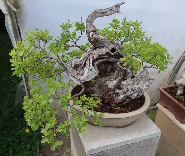 2025 04 22 Cotinus coggygria (2)