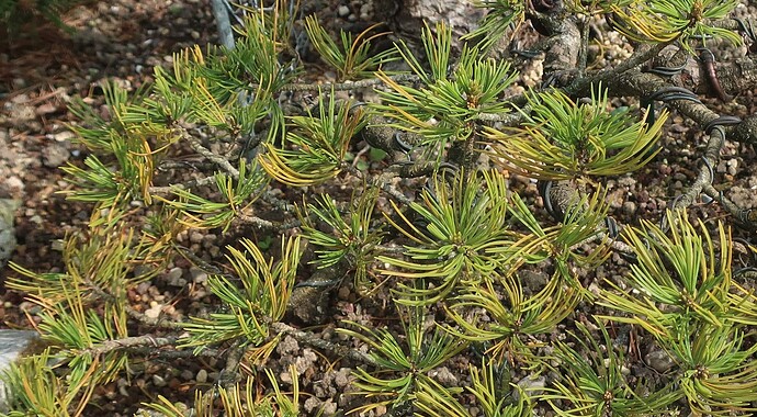pinus pentaphylla shari 2025 04 24 (4)
