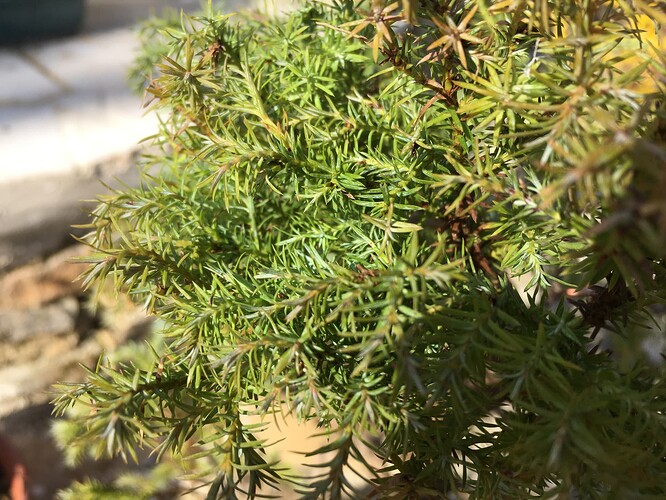 chamaecyparis pisiforma