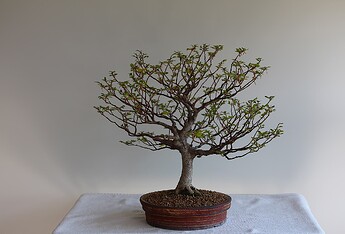IMG_0946c