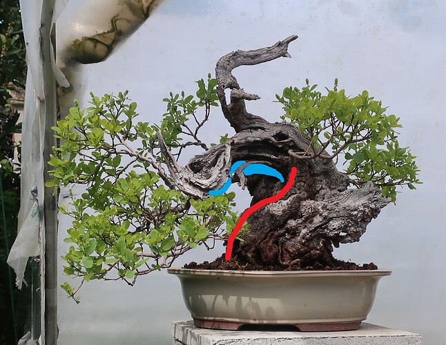 2025 04 22 Cotinus coggygria (1virt)