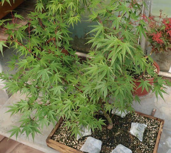 acer palmatum arakawa 2026 06 01