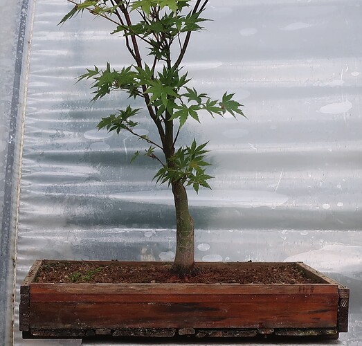 acer palmatum senkaki 2025 07 07 (10)