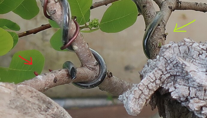 2025 04 28 Cotinus coggygria (1)