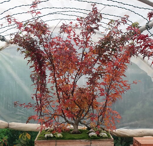 acer palmatum beni tsukasa 2020 11 09 001