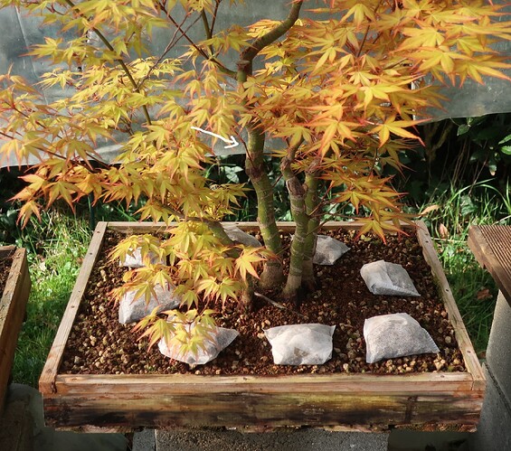 acer palmatum katsura 2025 03 23 (1virt)