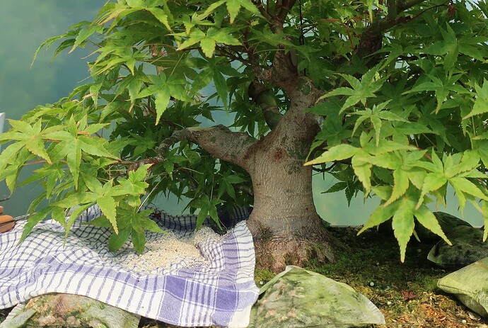 acer palmatum beni tsukasa 2023 07 12 (2)