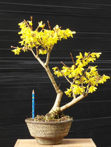 FORSYTHIA_fleurs_N3b