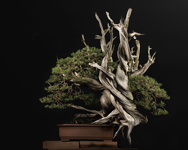 juniperus one seed (1)