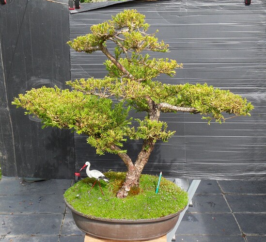 TAXUS-90cmx88cm