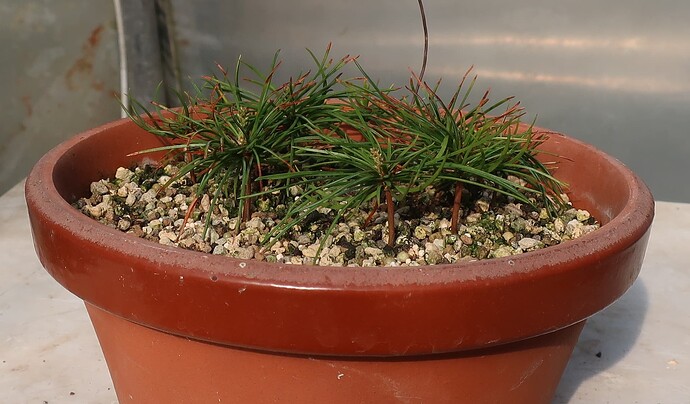 pinus pentaphylla semis 2025 03 23