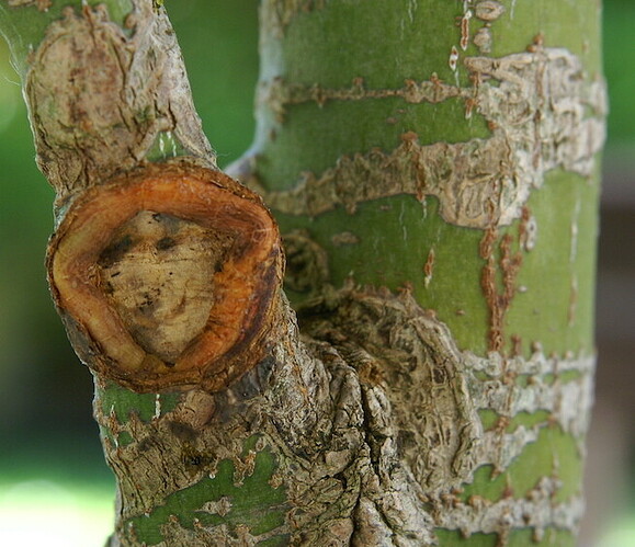 cicatrice basse 20250710