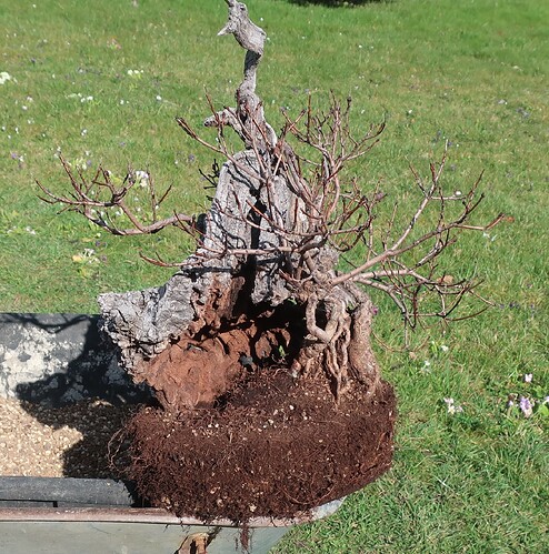 2025 03 13 Cotinus coggygria (3)