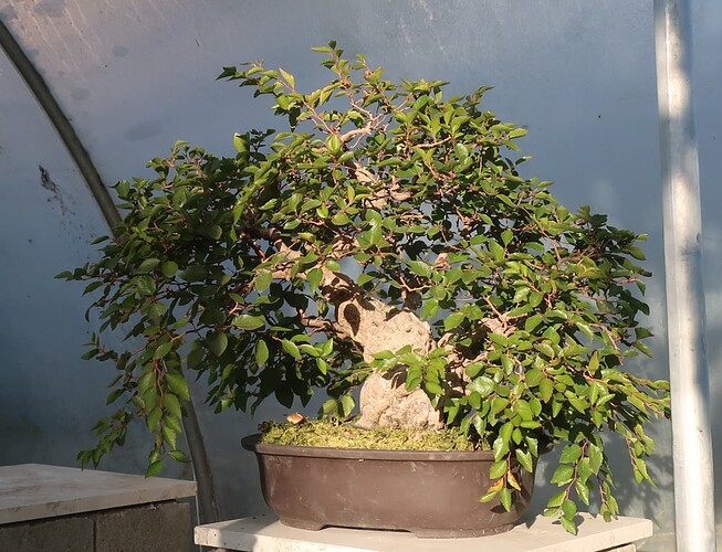 carpinus coreana 2025 09 09 (1)