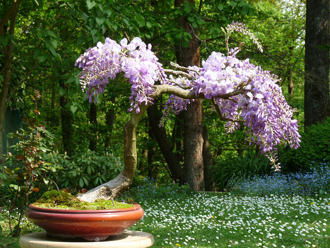 glycine