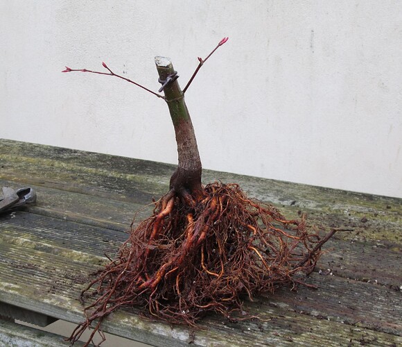 acer palmatum deshojo 2019 03 05 003
