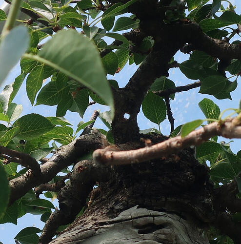 prunus mahaleb ikigai 2024 06 03 (1)