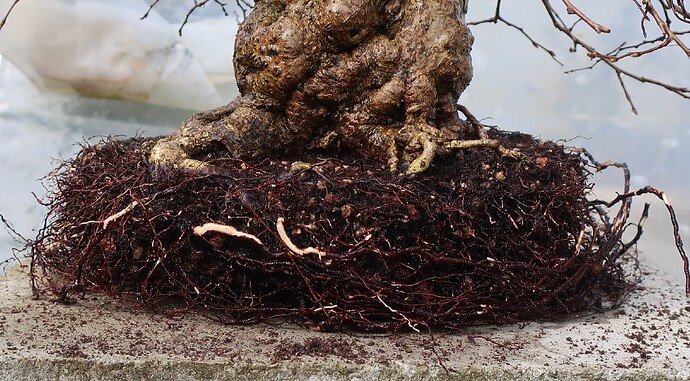 carpinus coreana 2025 03 13 (3)