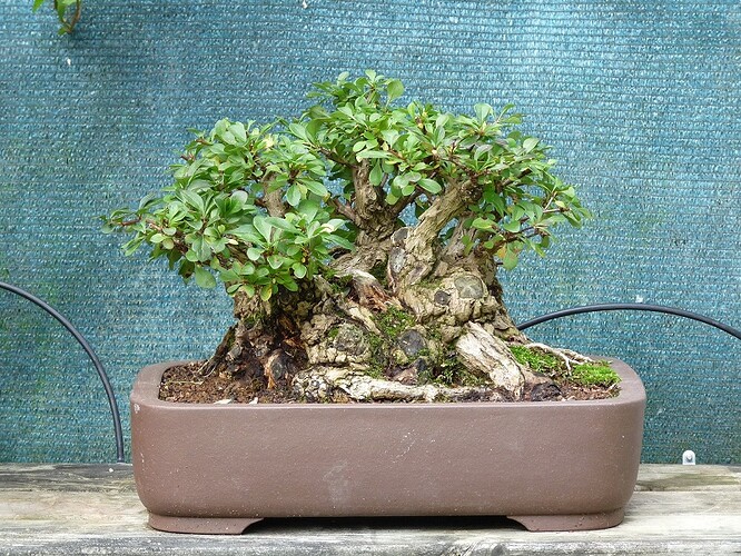 berberis-r-duit--38db886
