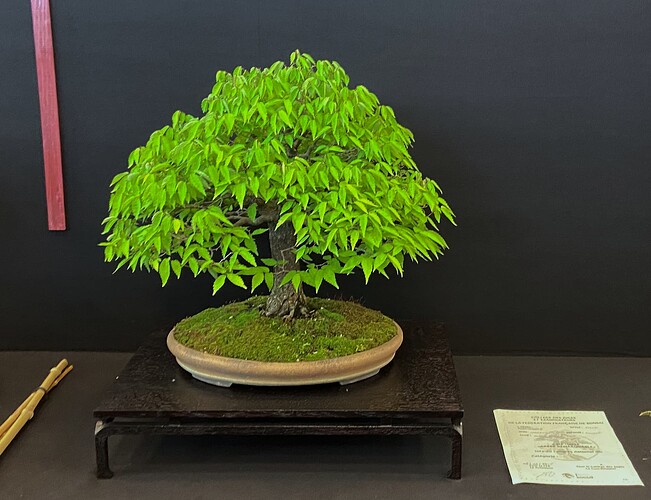 7 - Arbre - Laurent Chasseuil