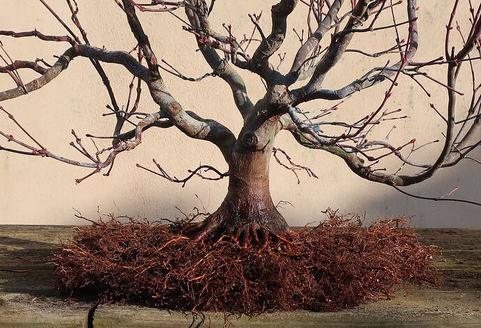 acer palmatum beni tsukasa 2021 03 17 002