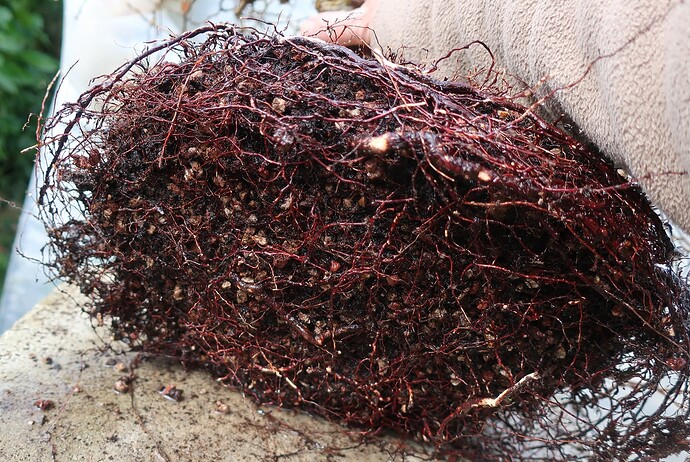carpinus coreana 2025 03 13 (4)