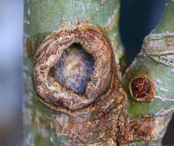 cicatrice face avant travaux 20240225