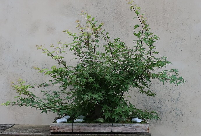 acer palmatum beni tsukasa 2024 07 02 (1)