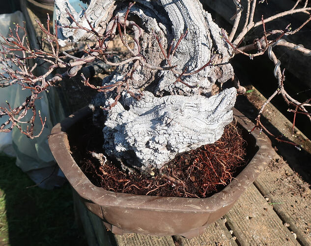 2026 03 03 Cotinus coggygria  (7)