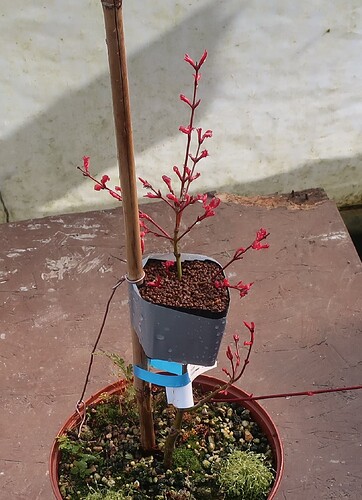 acer palmatum seigen 2025 03 17 (3)