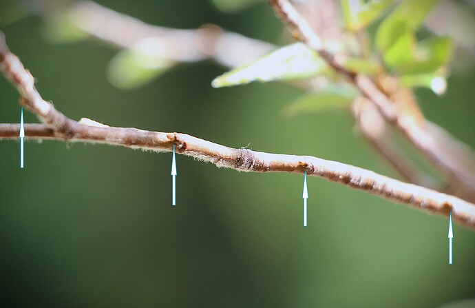 IMG_0954cc