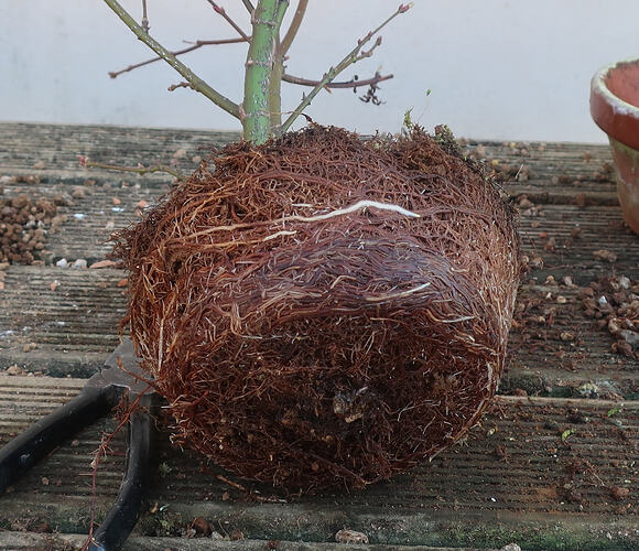 acer palmatum arakawa 2026 03 02 (2)