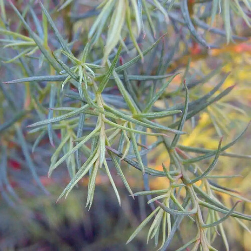 aiguilles cryptomeria