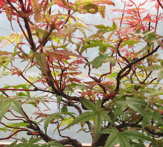 acer palmatum beni tsukasa 2019 05 27 003