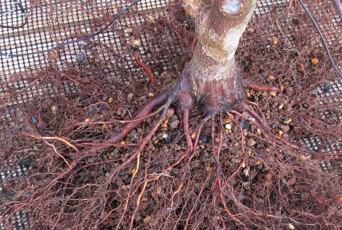 acer palmatum beni tsukasa 2019 03 07 002