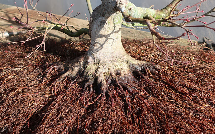 acer palmatum beni tsukasa 2026 02 25 (4)