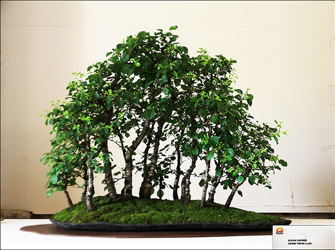 2025.05.24(10)copie1