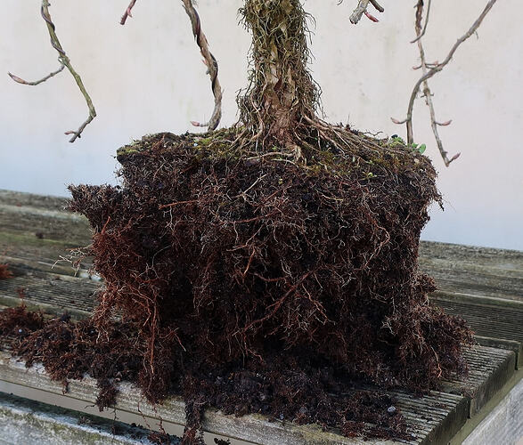 hydrangea petiolaris cordifolia 2020 02 18 004