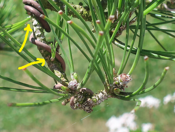 pin thunberg cépée 2025 06 24 (5virt)