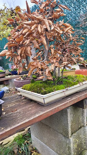 20251206_120727_resized