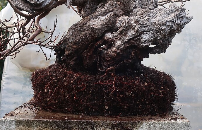 2025 03 13 Cotinus coggygria (5)