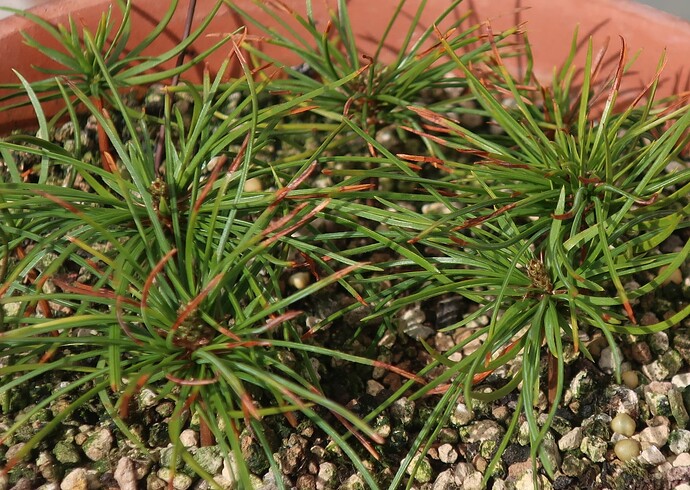 pinus pentaphylla semis 2025 03 13 (2)