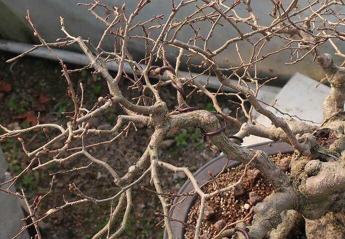 carpinus coreana 2025 03 17 (8)